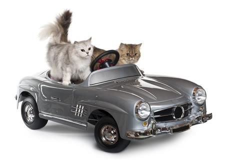 Two cats riding a car