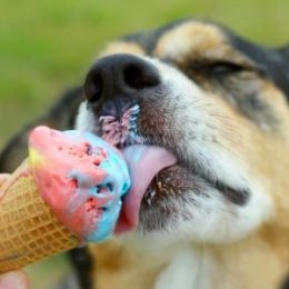 Dog licking ice cream