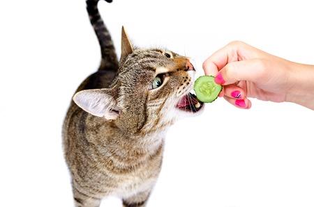 cat eating cucumber treat during trianing