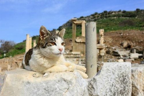 domestic cat on an ancient background