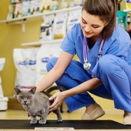 Veterinarian weighing a cat during chekups