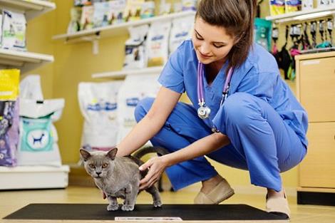 Veterinarian weighing a cat during chekups