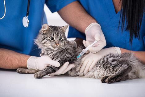 an aggressive cat receiving drug injection