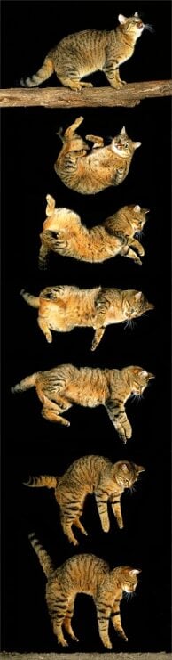 A sequence of a cat falling, showing it's righting reflex by landing on it's feet