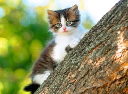 White and tan kitten in a tree which may explain why people think they have nine lives, they seem to survive anything.