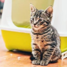 A worried kitten sitting in a front of litter box