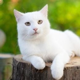 attnetive white cat lying on a stump