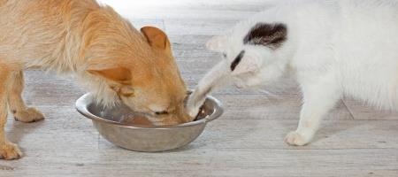 cat stealing dog food