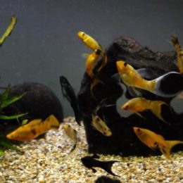 fish tank