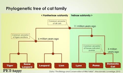Phylogenetic family tree of cats, lions, tigers, pumas, etc.