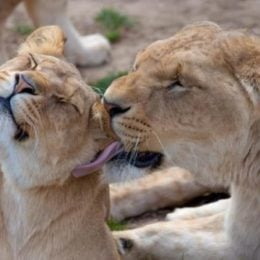lions grooming each other