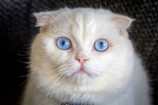 A young, white Scottish Fold cat with blue eyes.