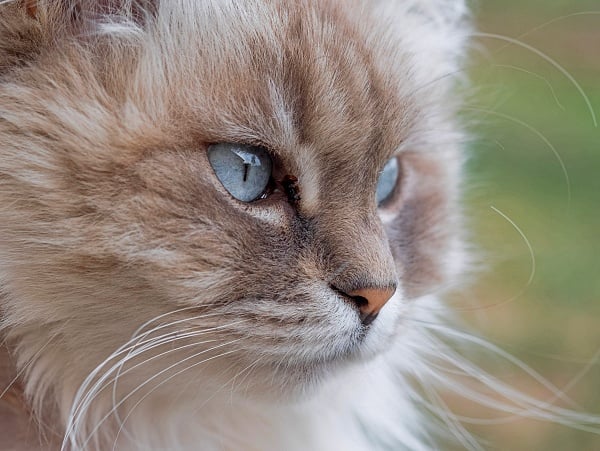 A light tan Siberian cat with light grey eyes.