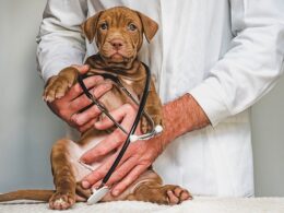 A female dog in the hands of her veterinarian with a stethoscope wrapped around her seeming to ask what about dog birth control?