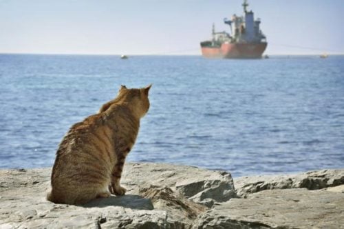 Old cat looking in a distance at a ship in a blue sea