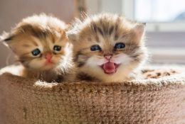Two cute kittens in a basket