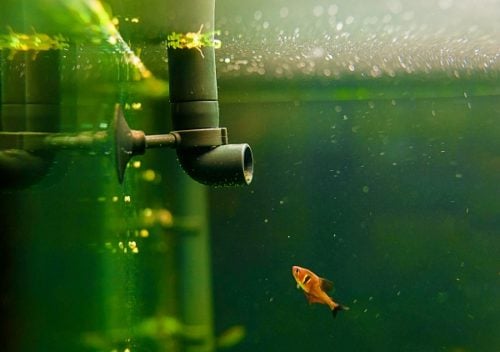 FIsh tank with green water, a small goldfish looking a tube