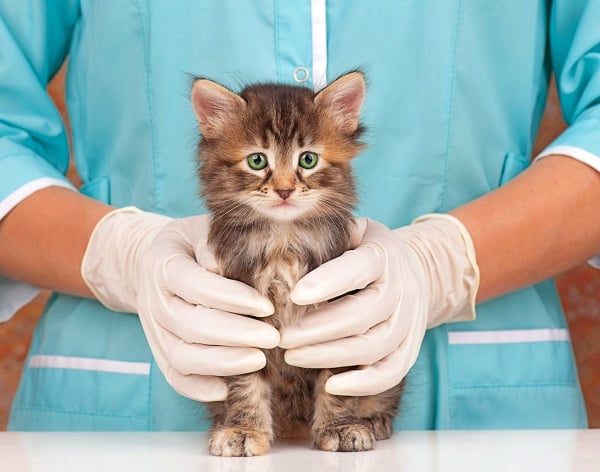 Orange kitten in the gloved hands of a veterinarian seemingly asking Do indoor cats get worms?