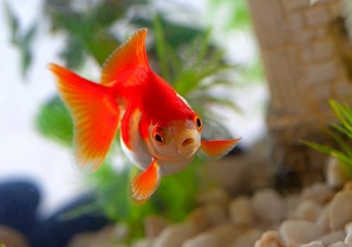 Gold and white goldfish in a fish tank
