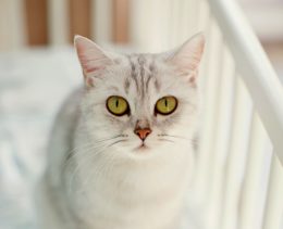 White cat sitting in a baby crib