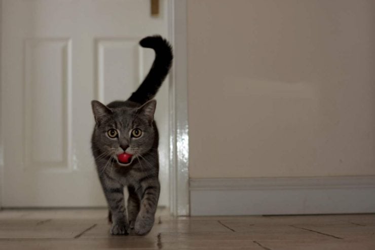 A cat playing fetch