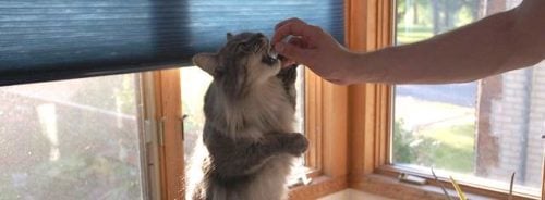 cat receiving a treat in training