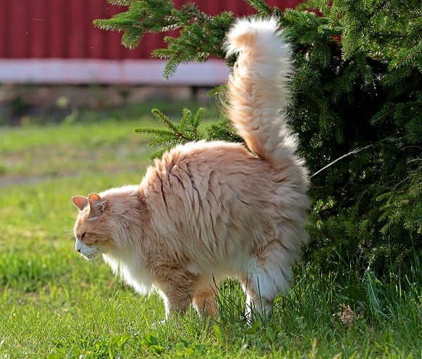 Orange male cat showing classic spraying or urine marking behavior. Tail up, backed up to a vertical surface while releasing a small amount of urine.