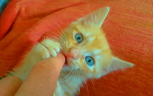 Orange kitten biting a finger