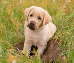Yellow Labrador Retriever puppy sitting in a hold they just dug in the yard