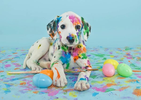 Dalmatian girl puppy covered in different colored paints to demonstrate that hormones could color her behavior and development.