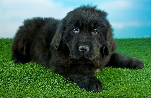 Newfoundland puppy on fake grass seemingly asking, do dogs have periods?