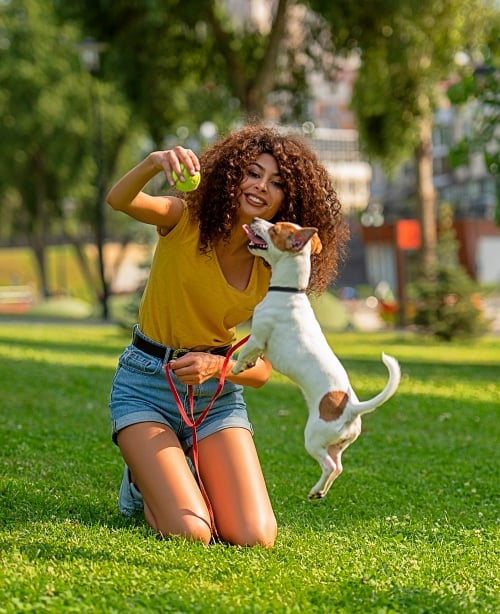 Jack Russell Terrier on a red leash playing ball with her owner, a girl in a yellow top and blue shorts on grass.