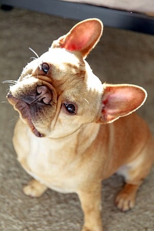 Female french bulldog looking at you with her head tilted