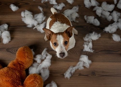 Jack Russell Terrier with a brown teddy bear that he chewed the stuffing out of