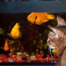 Abyssinian cat watching colored fish in a tank