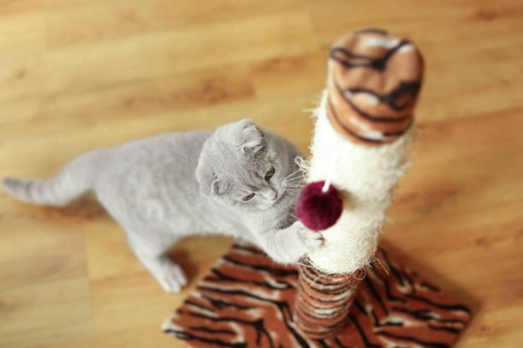 tall and sturdy cat scratching post