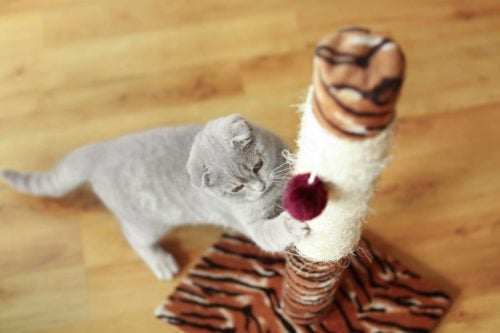 tall and sturdy cat scratching post