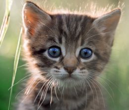 Grey kitten with blue eyes sitting in a field of grass
