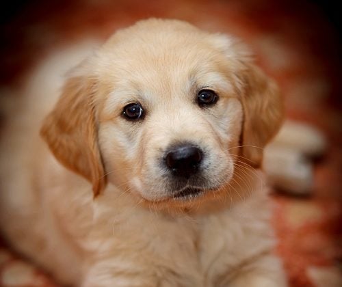 Golden retriever puppy sitting on a red carpet