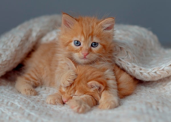 Two orange kittens with blue eyes. One on top of the other sitting on a white blanket