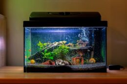 A fresh water aquarium with some aquatic plants and decorations with light streaming down from the hood.