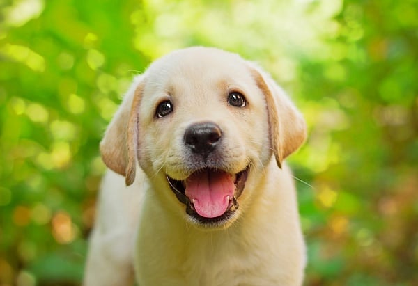 Yellow female lab smiling outside.