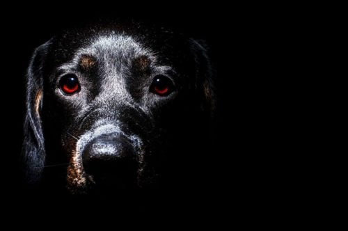 dog's eyes looking in the dark