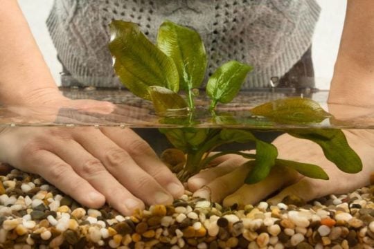 woman planting an aquarium plant