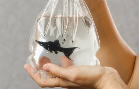 aquarium fish in a transport bag