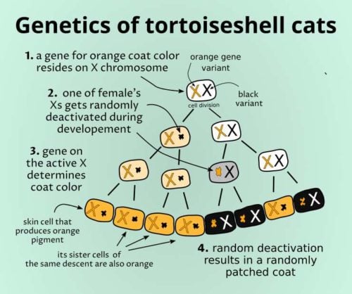 genetics of female tortoiseshell cats