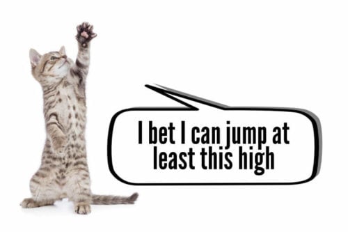 kitten arguing about how high can cats jumps - comic