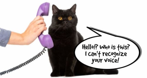 cat trying to recognize owners voice over the phone