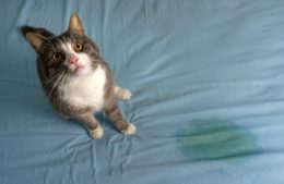 Grey and white cat sitting next to a pee stain on a bed