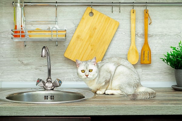British Shorthair white cat on a kitchen counter
